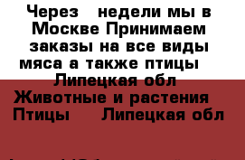 Через 2 недели мы в Москве!Принимаем заказы на все виды мяса а также птицы! - Липецкая обл. Животные и растения » Птицы   . Липецкая обл.
